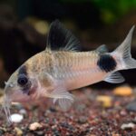 Corydoras-panda