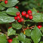 Cotoneaster_acuminatus_-_berries_(aka)