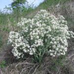 Crambe_tataria_1