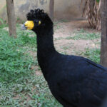 Crax_alector_(Rio_Zoo)