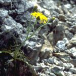Crepis-jacquinii-jac-1