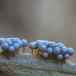Cribraria argillacea 1, Zandkleurig lantaarntje, Saxifraga-Luuk Vermeer
