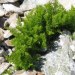 Cryptogramma_crispa