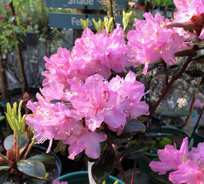 Rododendron minus