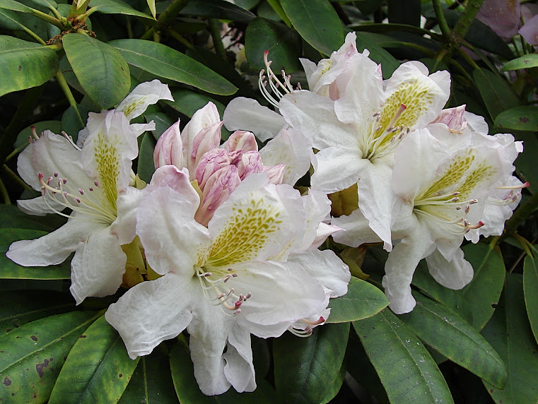 Rododendron ´motýl´