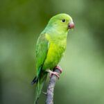 DSC_9293ecoaa
