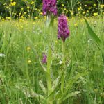 Prstnatec májový Dactylorhiza_majalis_190506