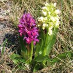 Dactylorhiza_sambucina_-_Flickr_003
