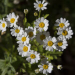 Dalmatinische-Insektenblume-800×600-1-800×600