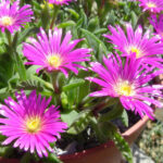 Delosperma_sutherlandii_3