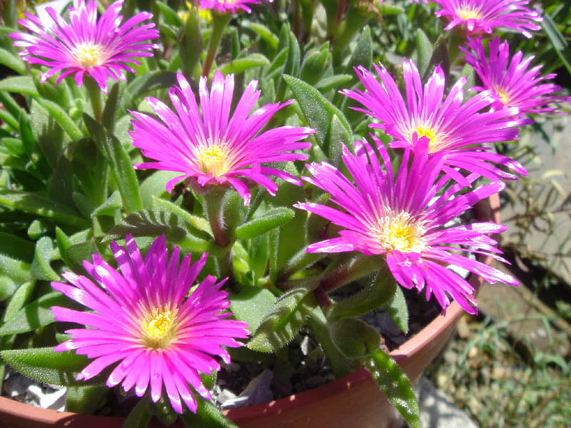 Delosperma sutherlandii