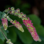 Dendriopoterium menendezii Algafiton de Tamadaba07