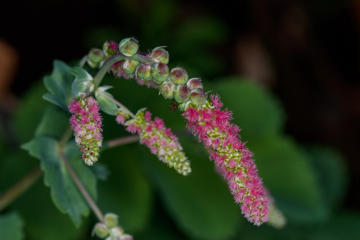Dendriopoterium menendezovo