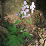 Dentaria_bulbifera_hu