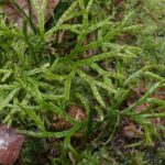 Diphasiastrum_complanatum_151207c