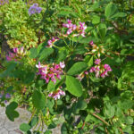 Dorycnium_spectabile_(Jardín_Botánico_Canario_Viera_y_Clavijo)