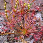 Drosera_intermedia_ne1