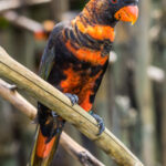 Dusky_lory_(Pseudeos_fuscata),_Gembira_Loka_Zoo,_Yogyakarta,_2015-03-15_03