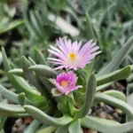 Ebracteolawilmaniaepurple_1.jpg