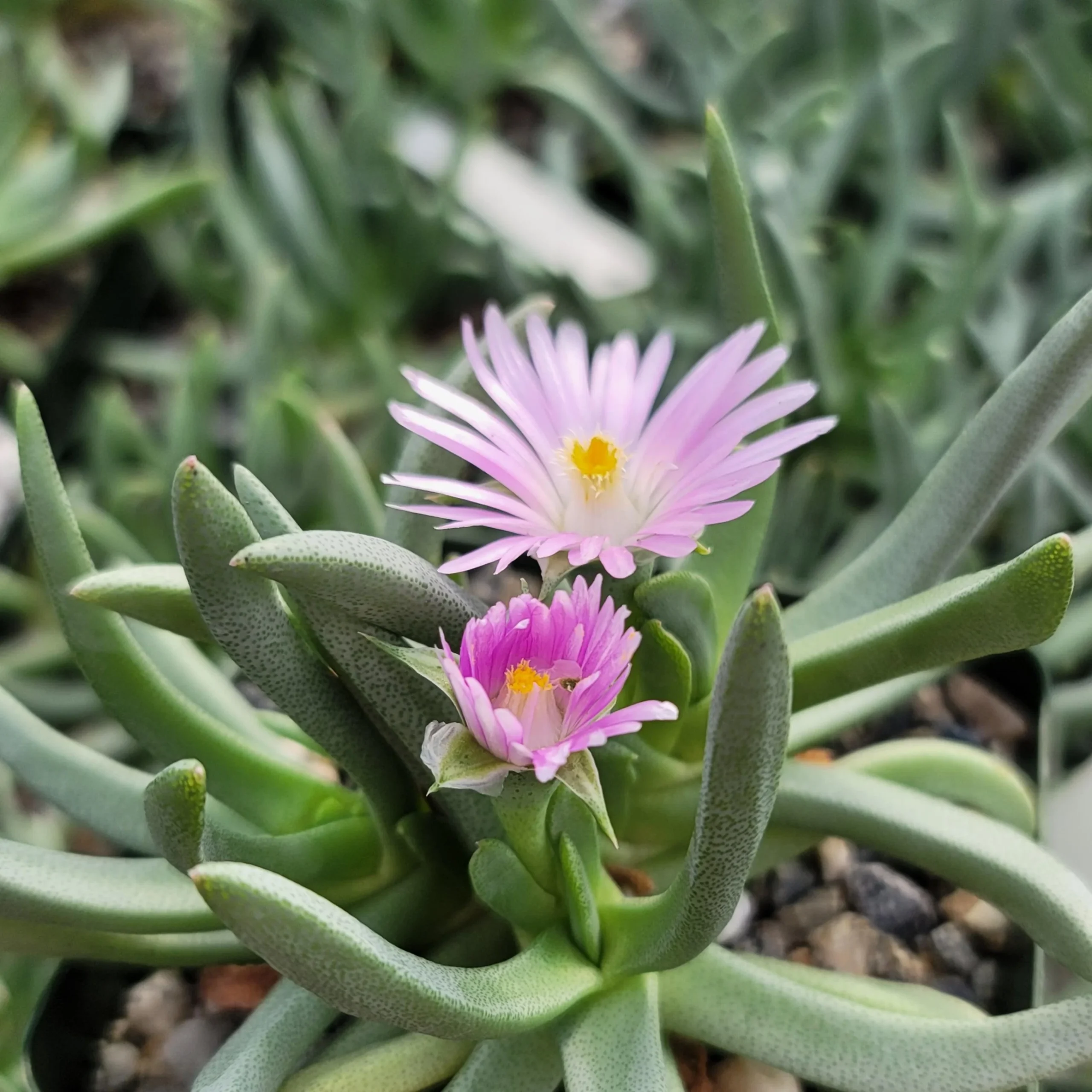 Ebracteola