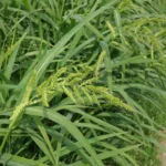 Echinochloa-crus-galli