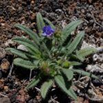 Echium bonnetii 2, Saxifraga-Ed Stikvoort