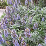 Echium_acanthocarpum_kz3