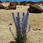 Echium_auberianum_LC0202