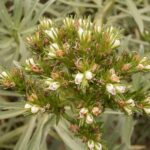 Echium_brevirame_(Cueva_del_Belmaco)_01