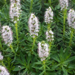 Echium_hierrense_k6