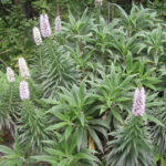 Echium_virescens0