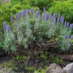 Echium_webbii_-_La_Palma_-_01