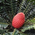 Encephalartos-ferox