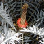 Encephalartos_horridus_03