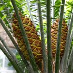 Encephalartos_laurentianus,_Jardín_Botánico,_Múnich,_Alemania_2012-04-21,_DD_01