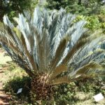 Encephalartos_lehmannii,_a,_Pretoria_NBT