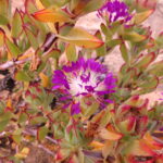 Erepsia_pillansii_(Kensit)_Liede_IMG_7114