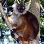 Eulemur_macaco_female_01