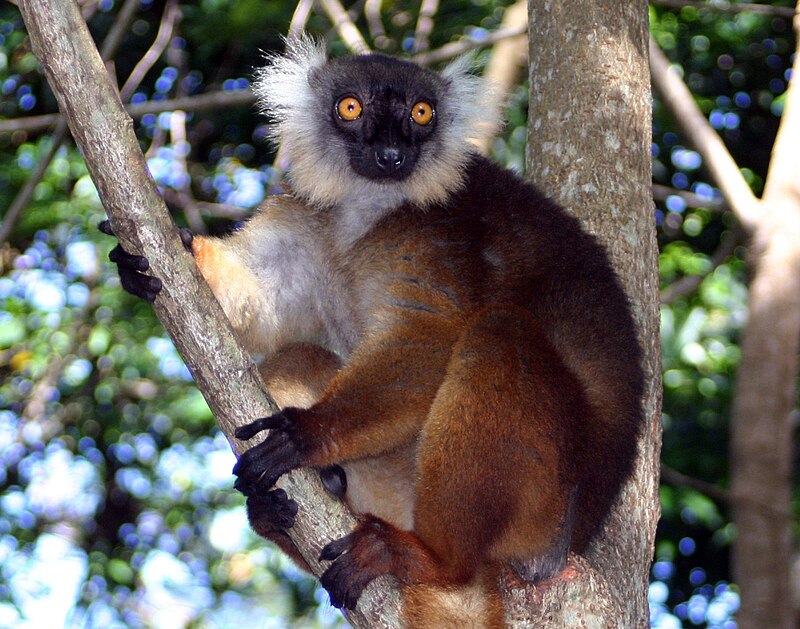 Lemur tmavý černý