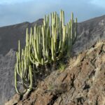 Euphorbia_canariensis_Tenerife_2012