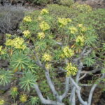 Euphorbia_regis-jubae_à_Lanzarote