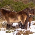ExmoorponyPose