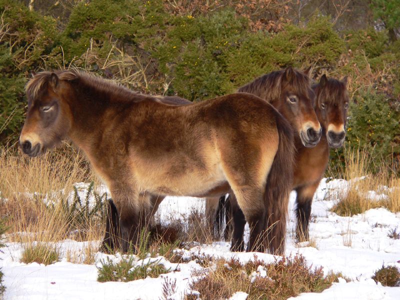 Exmoorský pony