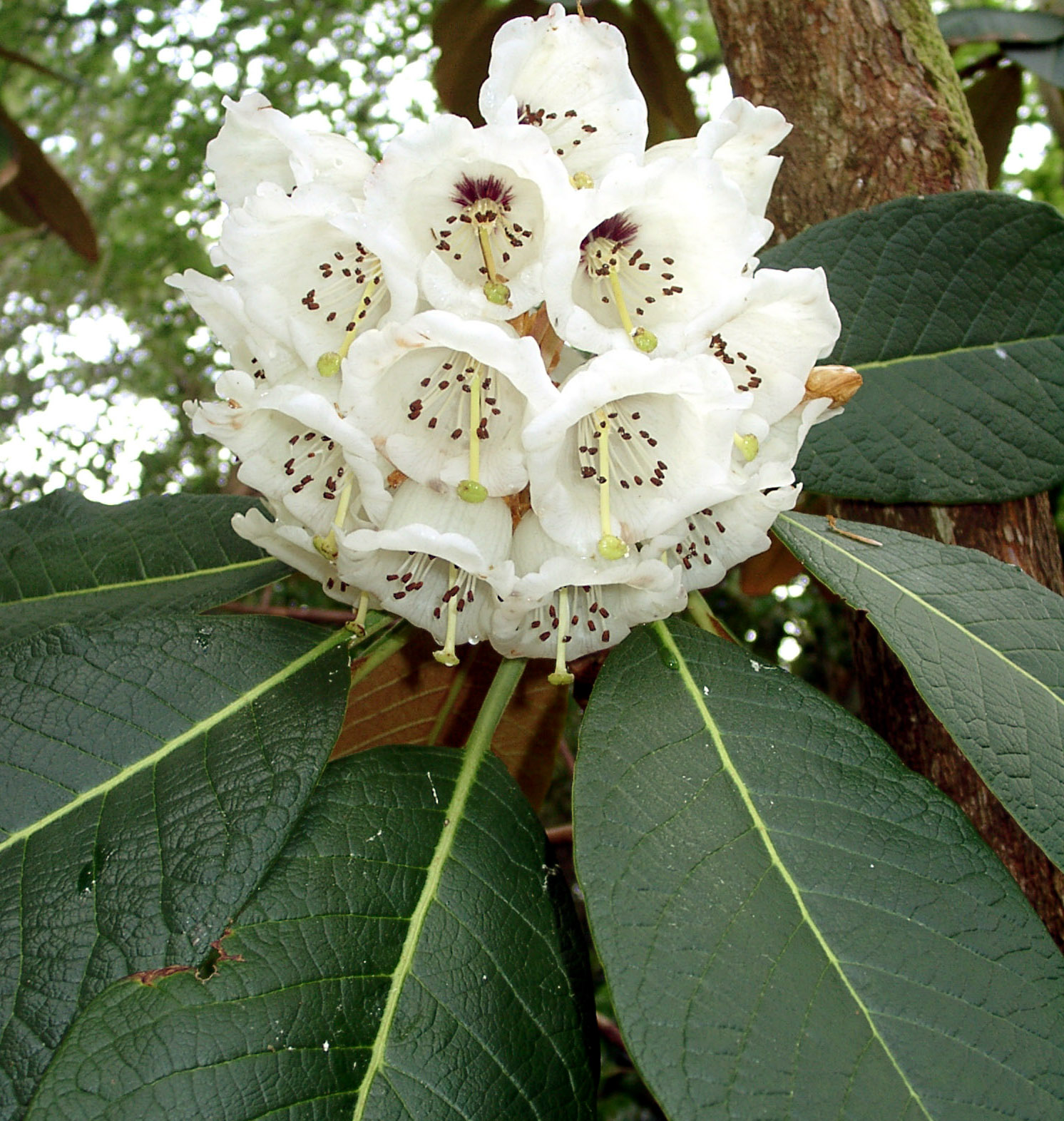 Rododendron falconeri