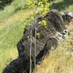 Ferula_communis2