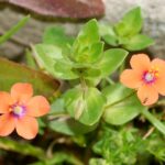 Flowers_March_2008-19