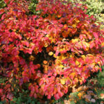 Fothergilla_major_JPG