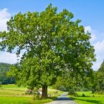 Jasan ztepilý Fraxinus_excelsior_002_wikimedia_622by415px_web_fullsize