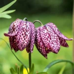 Fritillaria_Meleagris.SHUT_3_1024x.jpg