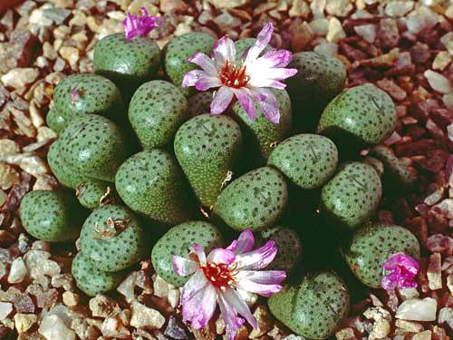 Conophytum obscurum
